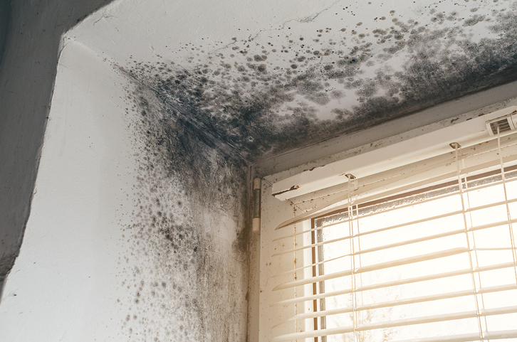 Black mold growth on walls and ceiling near window with blinds.