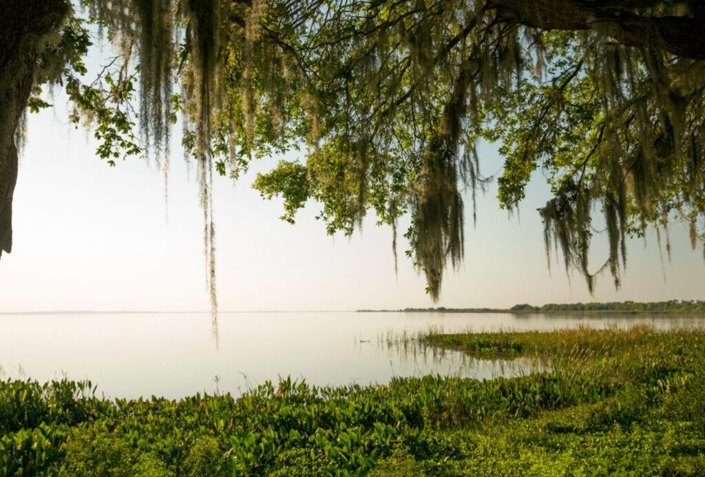 Greenery over marsh