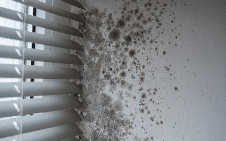 mold restoration