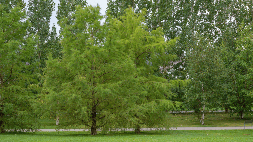 restopro-resize-54
