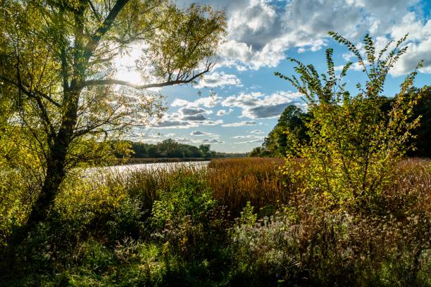 Orland Park Illinois nature and trees
