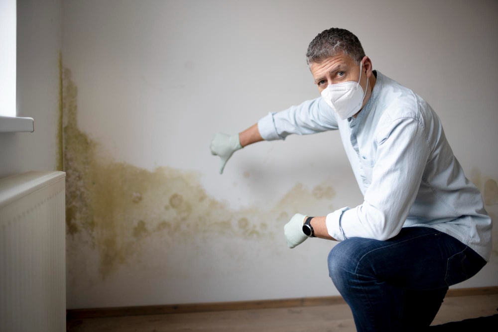 Mold Removal Services