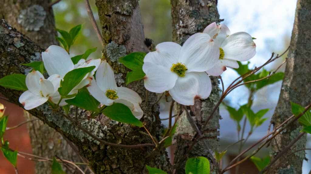 white flowers