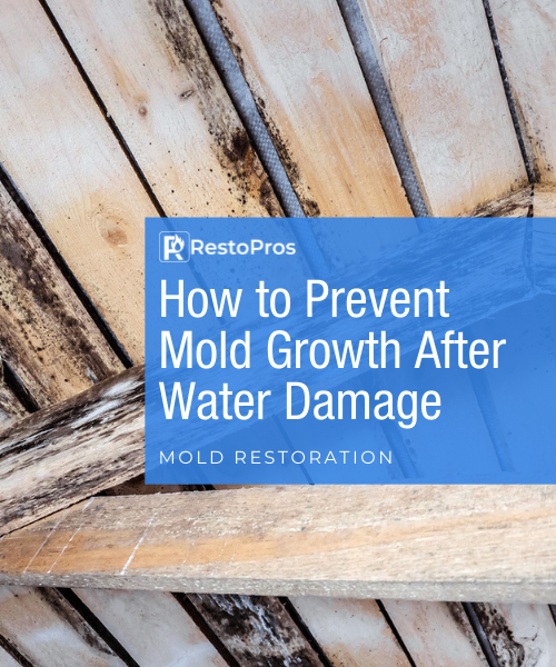 mold growth after water damage