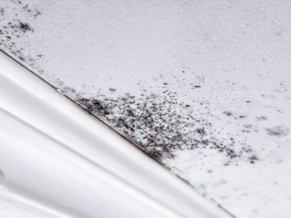 mold