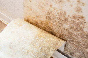 mold