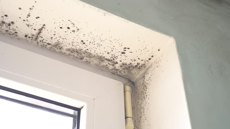 mold