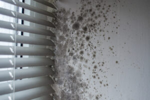 mold