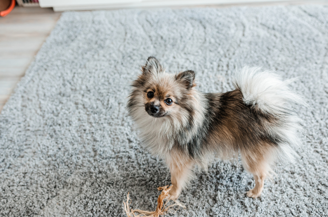 The little dog is standing on the carpet on the floor. Dog in the house