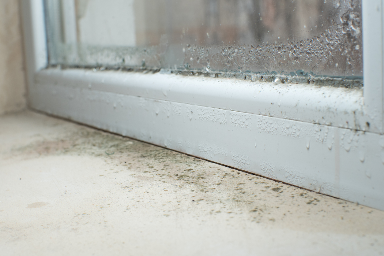 mold