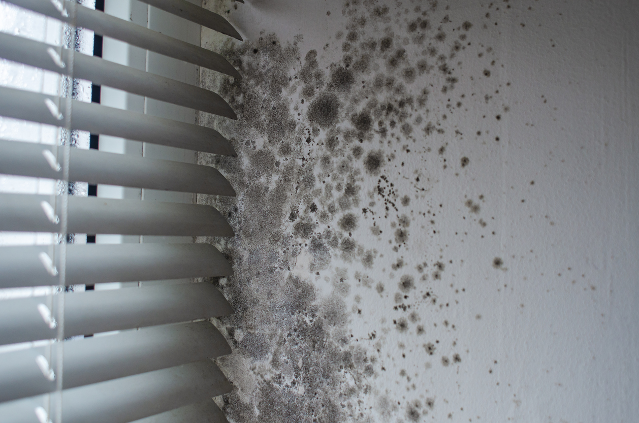 mold