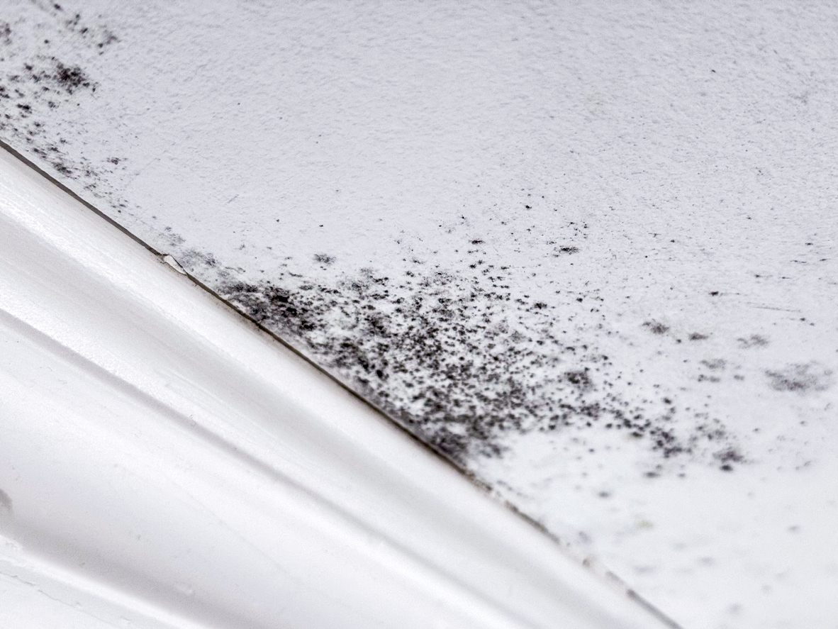 mold