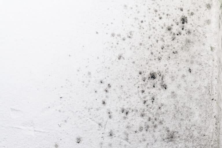 mold