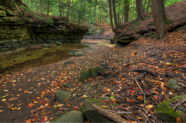 solon forrest area