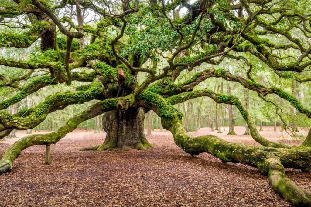 Johns Island Image