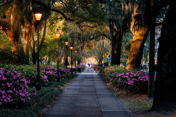Quiet road canopied by live oak trees draped in Spanish moss on a sunny Lowcountry day.
