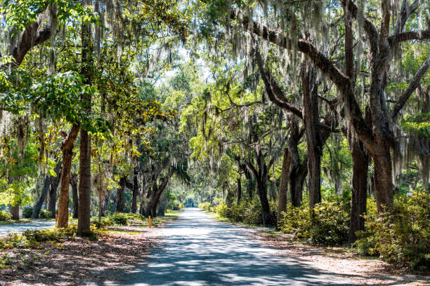 Quiet road canopied by live oak trees draped in Spanish moss on a sunny Lowcountry day.