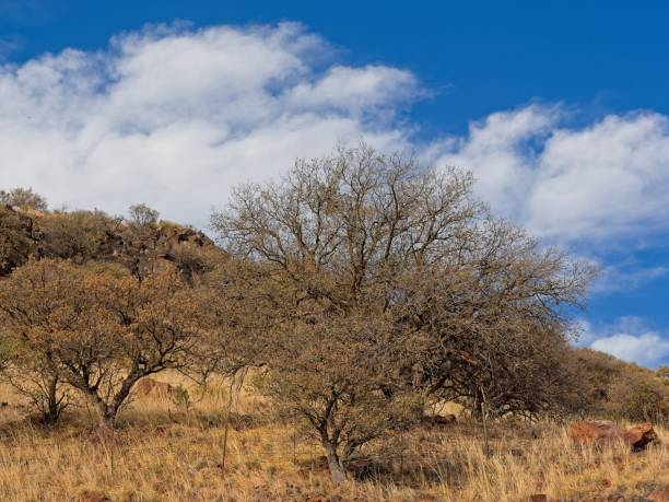 bushland
