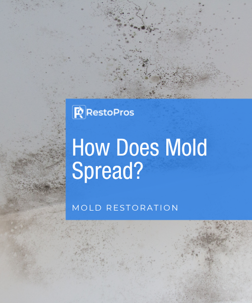 how does mold spread