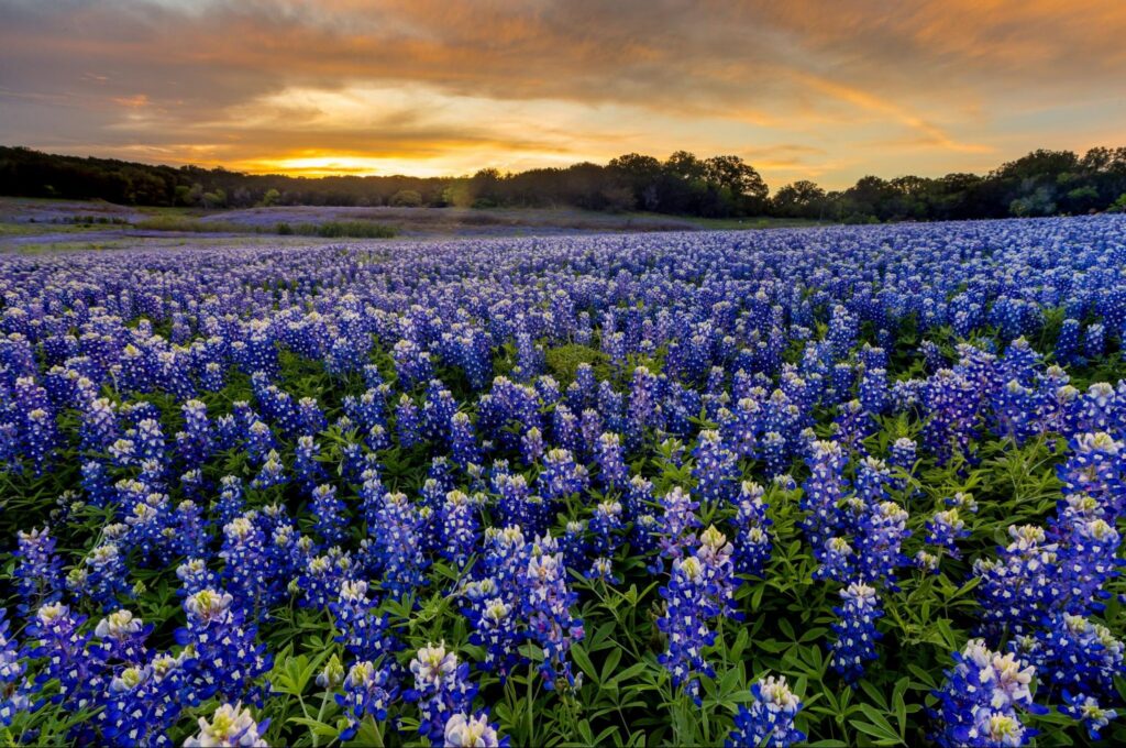 Spicewood, field of purple flowers