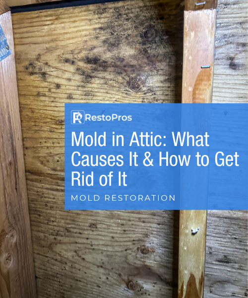 blog banner: Mold in Attic: What Causes It & How to Get Rid of It