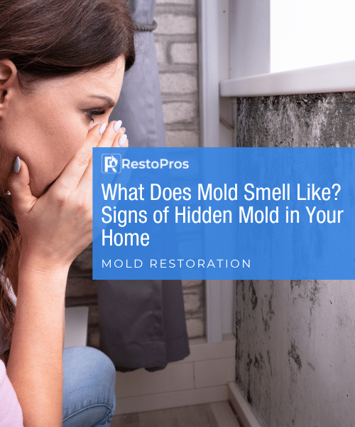 What does mold smell like blog banner