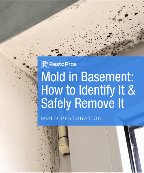 mold in basement blog banner