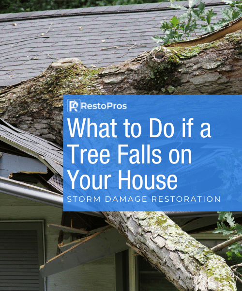 tree falls on house blog banner