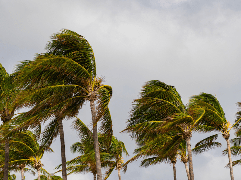 hurricane hitting palm trees