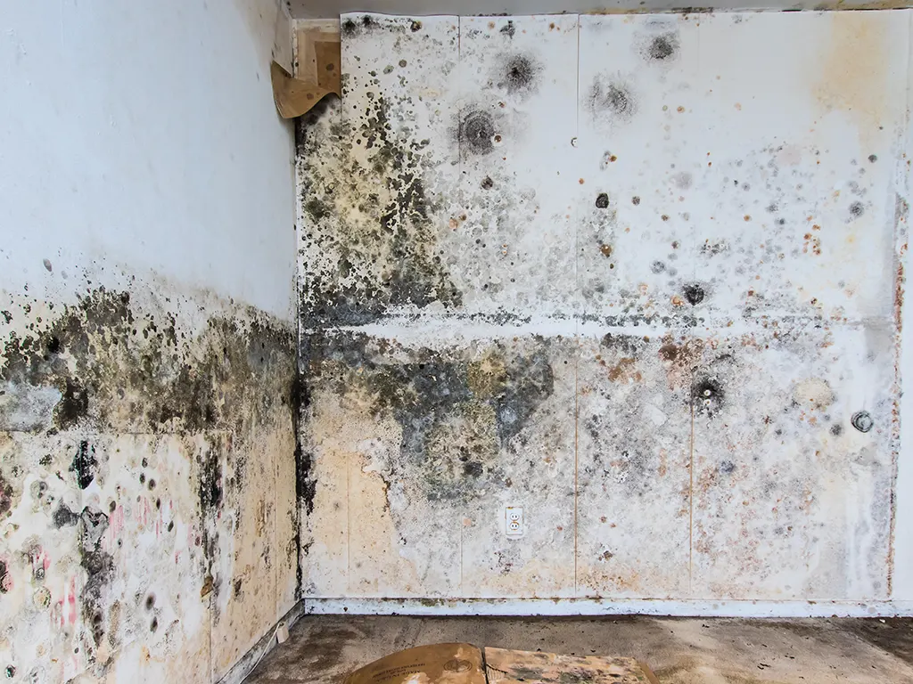 home and inside walls with mold