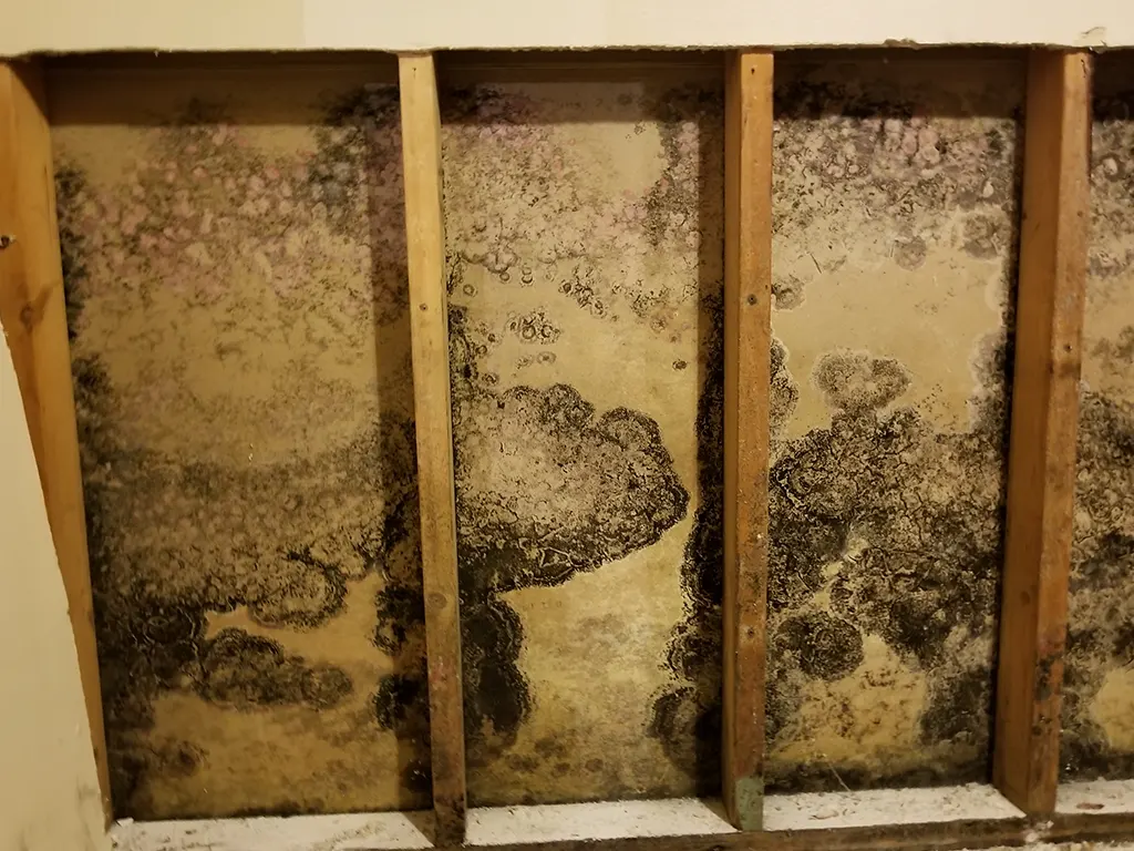 behind home walls view of mold spread