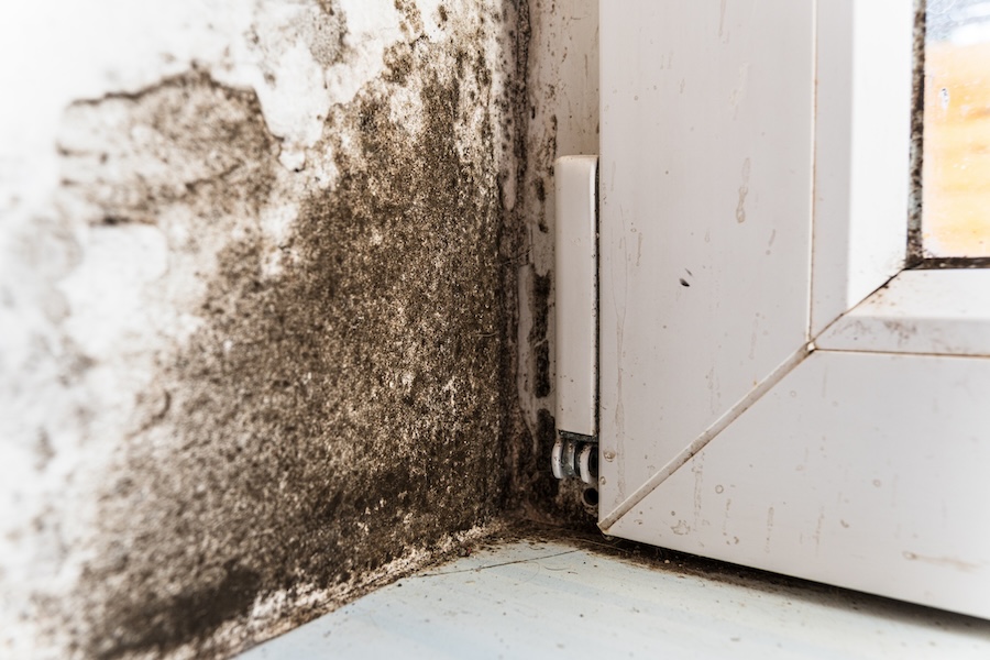 The wall of the house is affected by fungus and mold. 