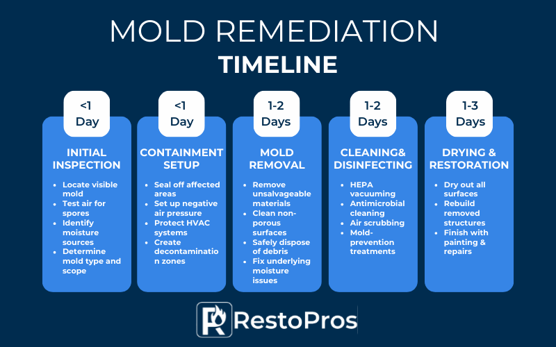 An infographic by RestoPros that shows the timeline for mold remediation