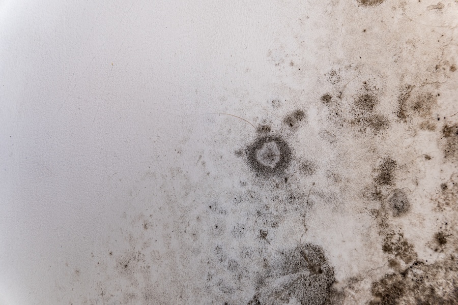 A close-up of a white wall affected by black spots of fungus. 