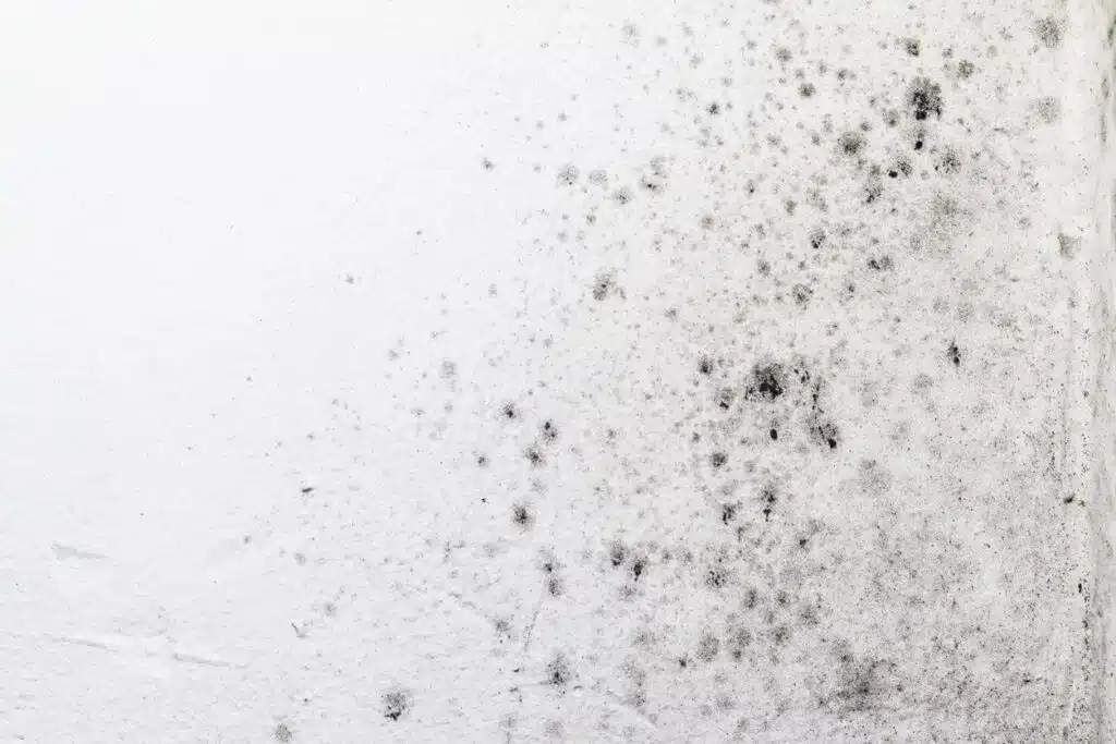 mold