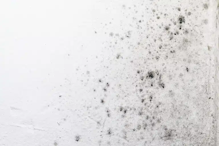 mold