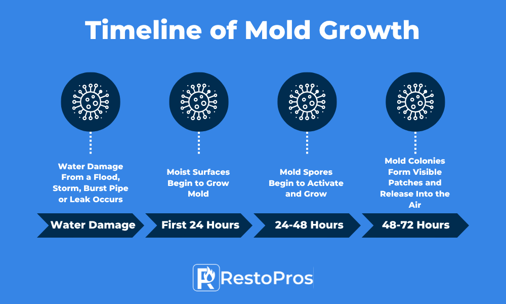 An infographic by RestoPros showing the timeline of mold growth