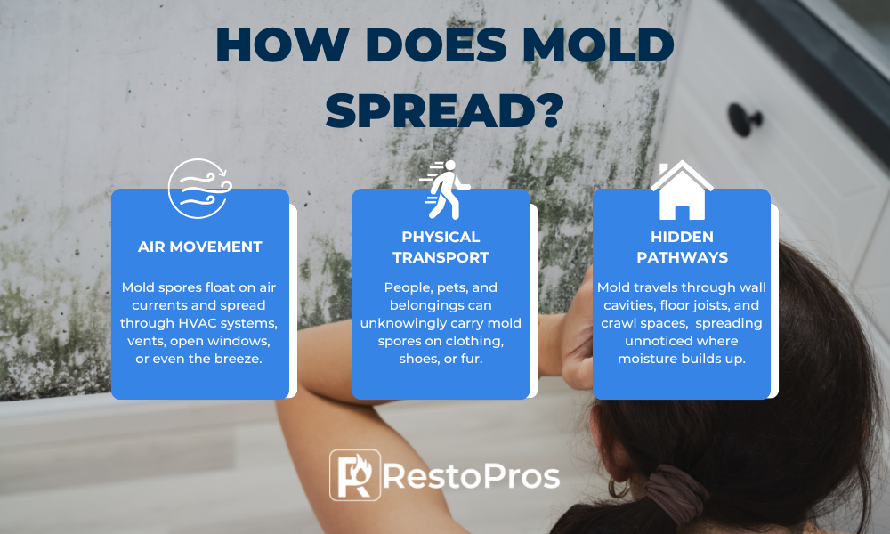 how does mold spread