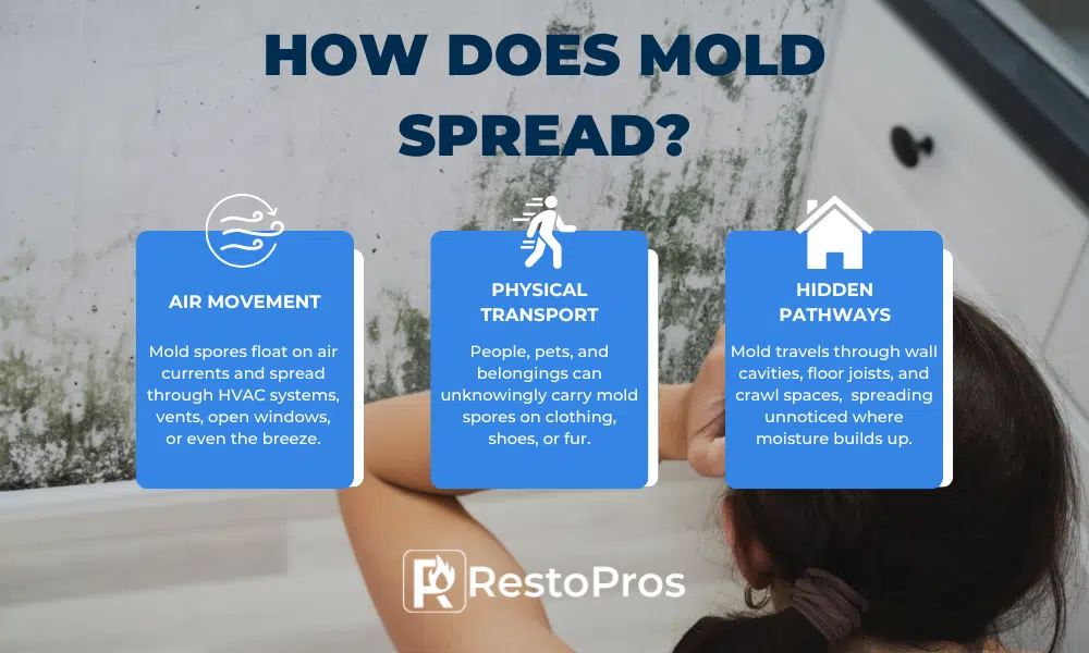 how does mold spread