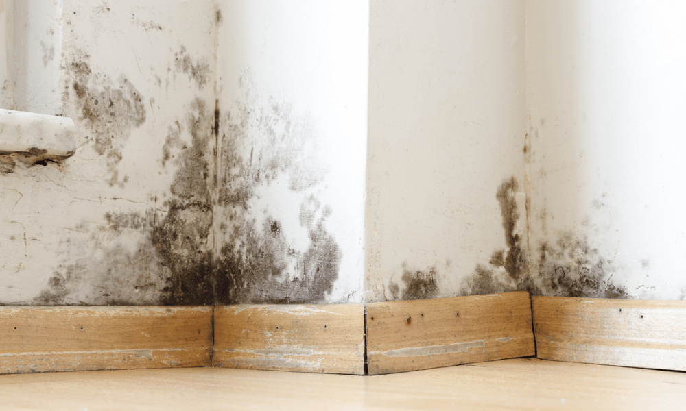 Mold on the wall and baseboards of a house