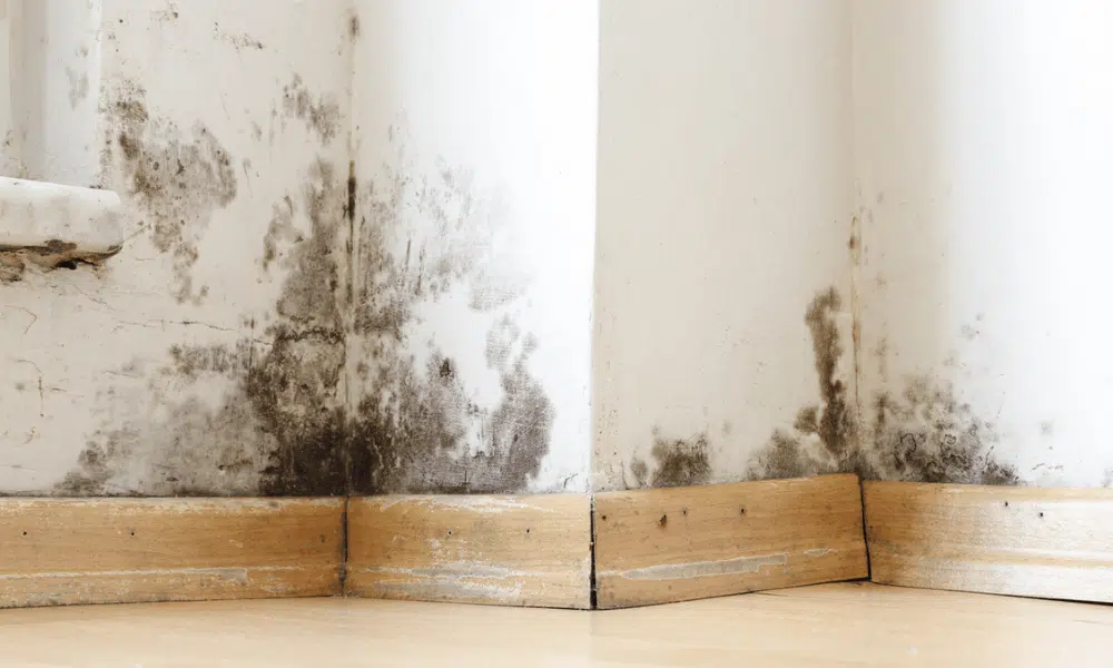 Mold on the wall and baseboards of a house