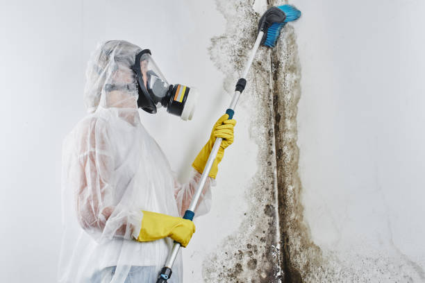 basement restoration