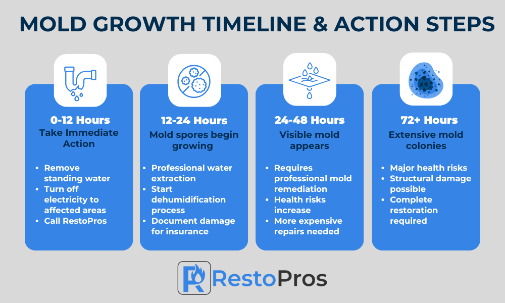 mold growth timeline