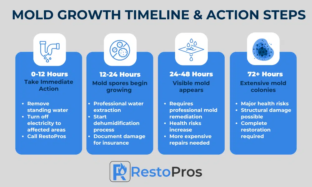 mold growth timeline