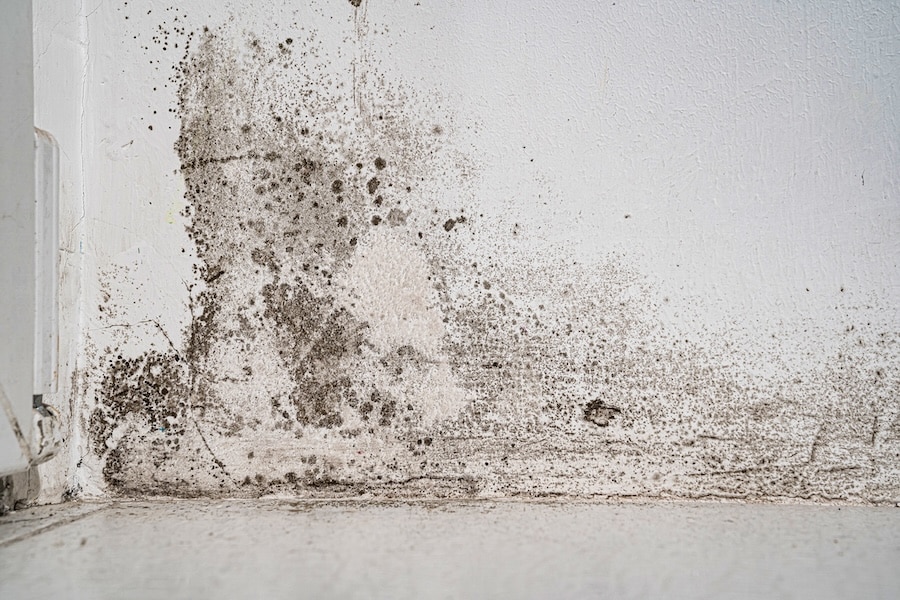 white wall with black mold
