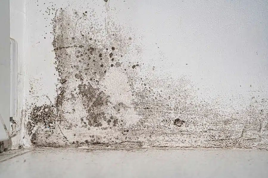 white wall with black mold
