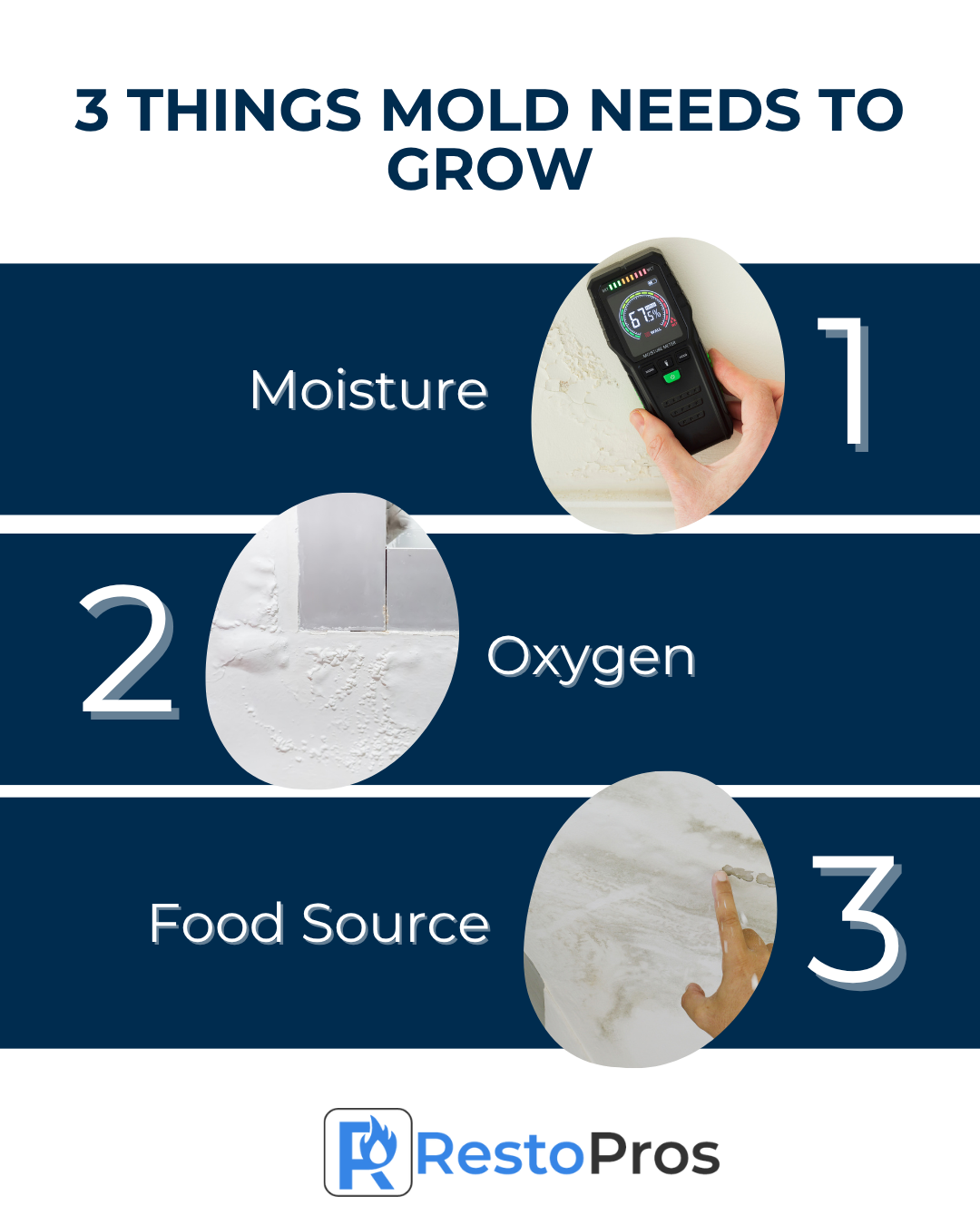 3 Things Mold Needs to Grow