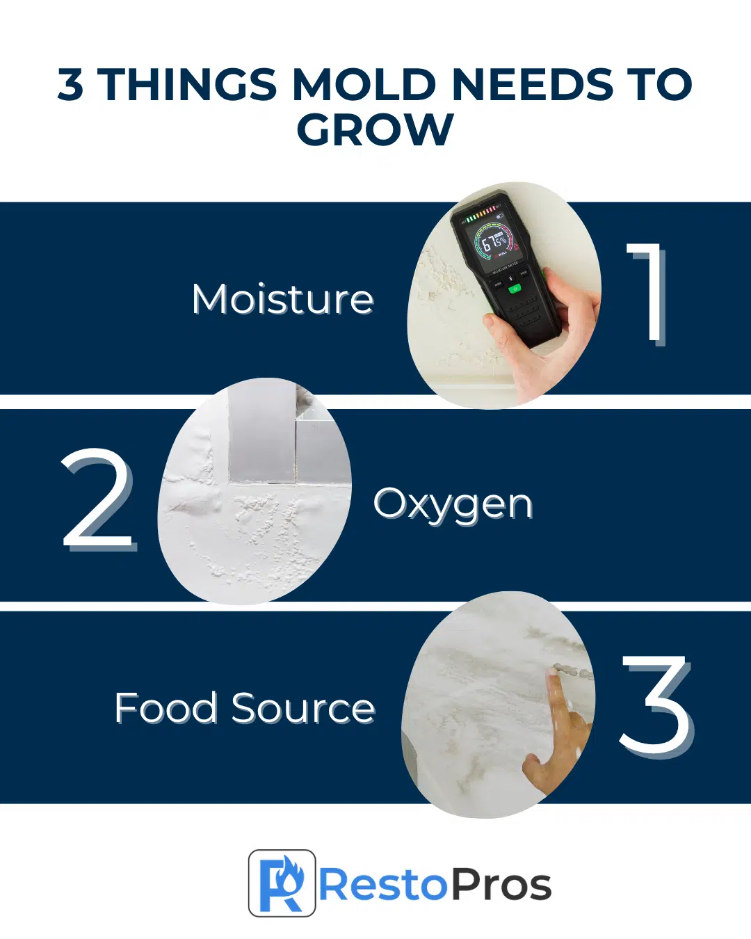 3 Things Mold Needs to Grow