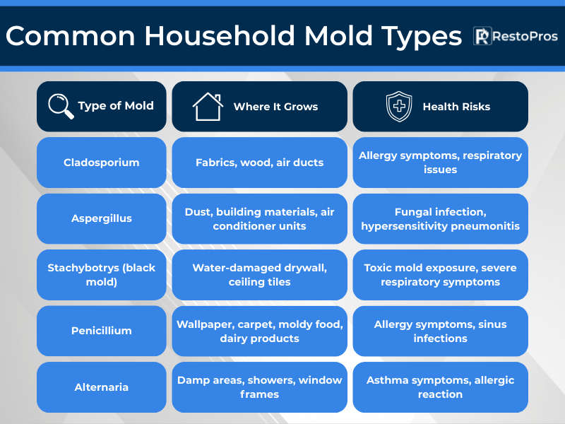 Infographic: Common Household Mold Types