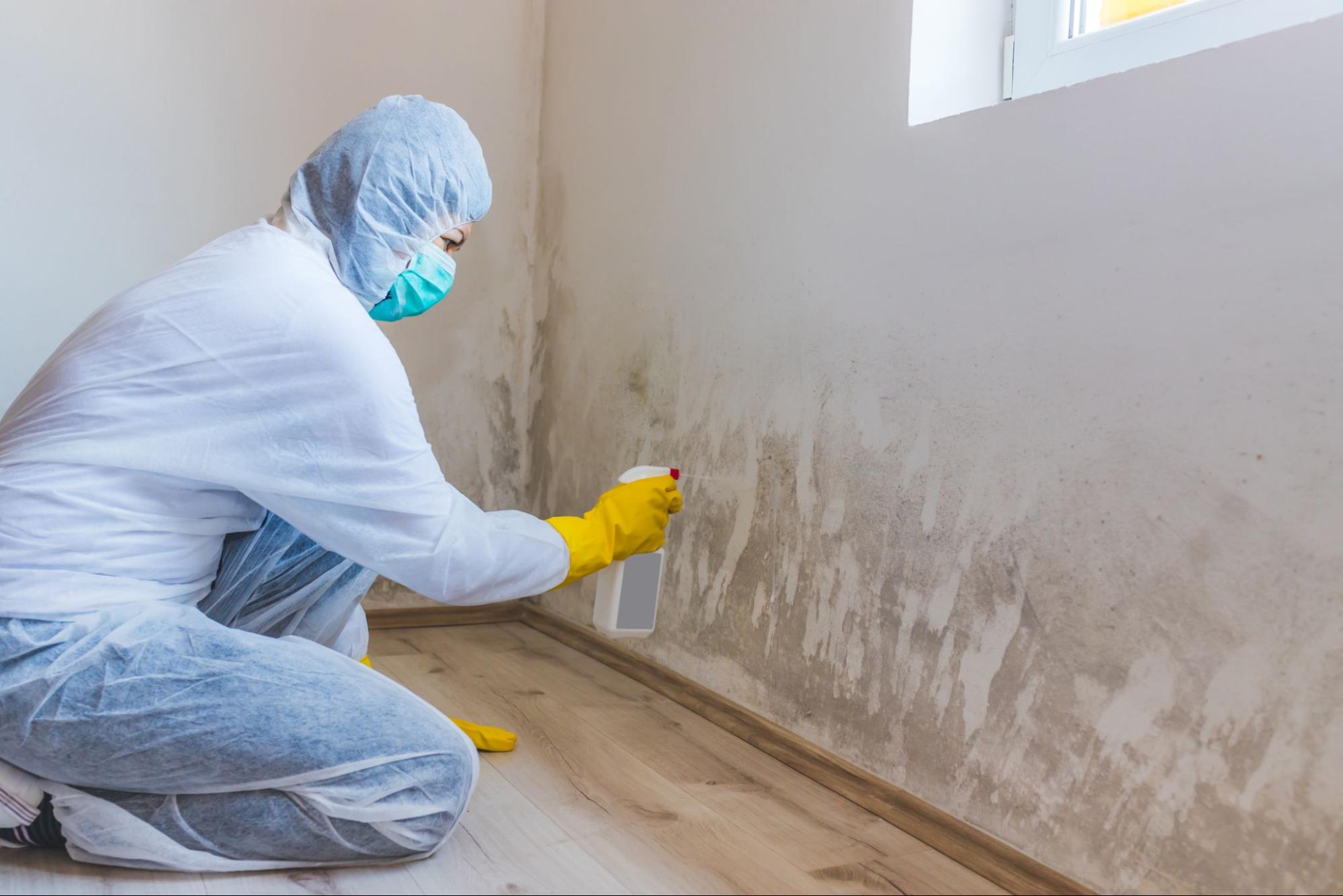 person cleaning mold on wall